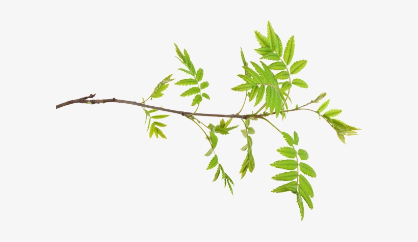 Ash Tree Identification - Ash, transparent png download