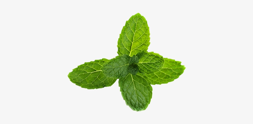 Pepermint Png - Mint Flower Png, transparent png download