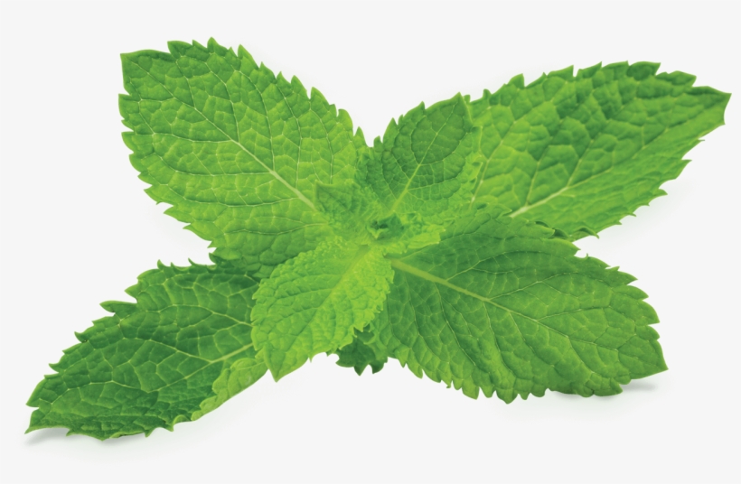 Mint Png Clipart - Fumari Mint, transparent png download