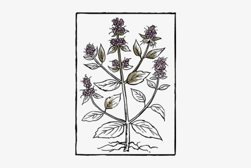 Book Herb09 - Book, transparent png download