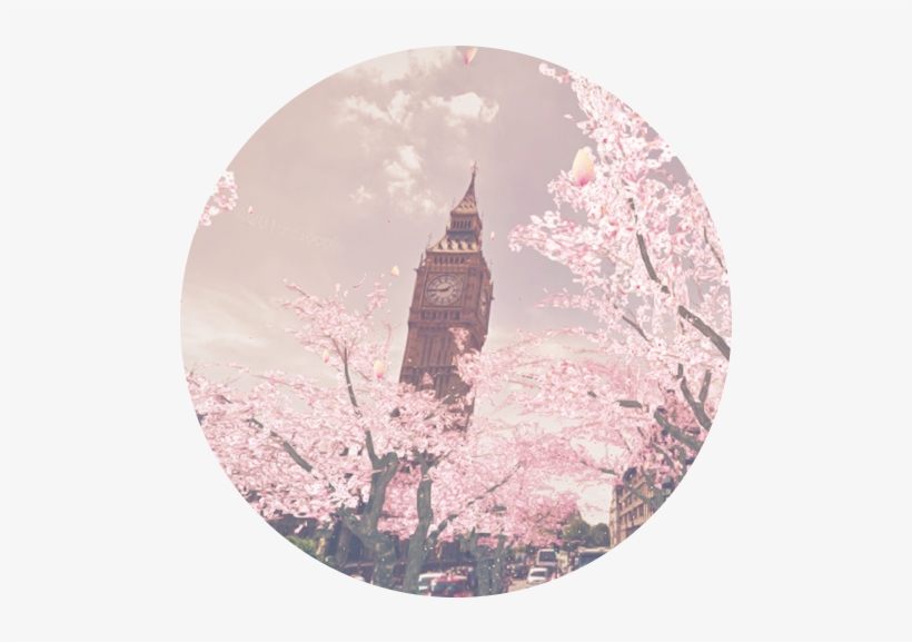 Sakura, transparent png download