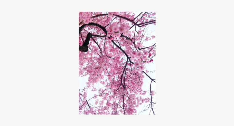 Cherry Blossom Viewing In Japan - Cherry Blossom, transparent png download
