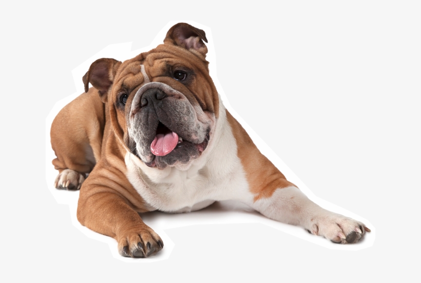 Bulldog Png Download Image - English Bull Dog Png, transparent png download