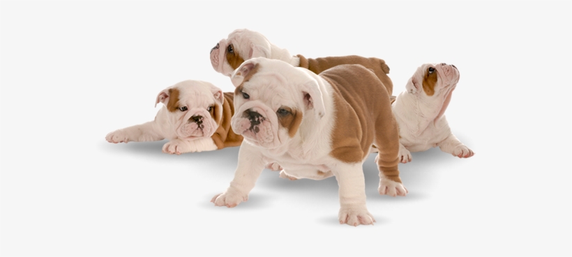 royal blue frenchies