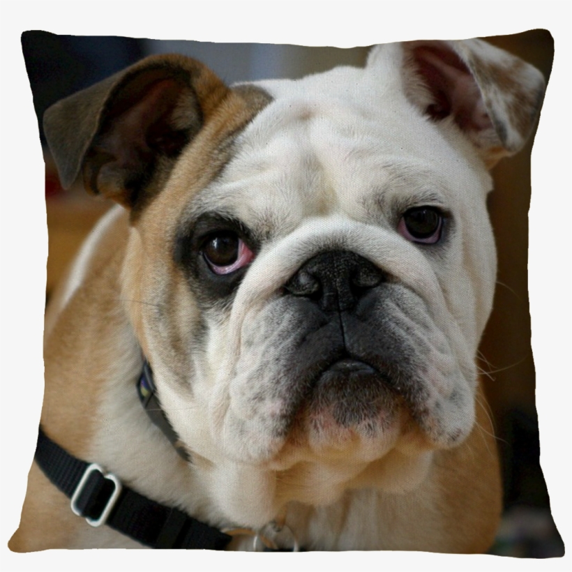 Bulldog Pillow Cover - Cute Bulldog Puppy, For The Love L For Your Thoughts,, transparent png download
