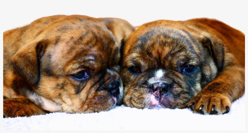 Bulldogs, Babies, Babys, Baby Baby, Infants, Little - Boxer, transparent png download