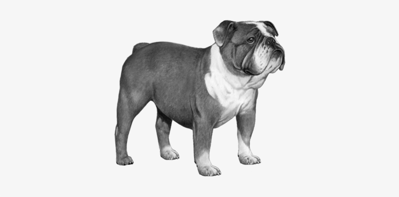Bulldog - B&w - Bulldog, transparent png download