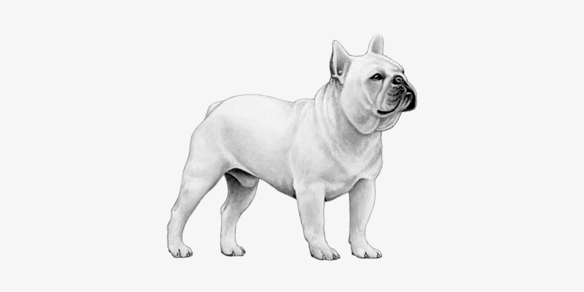 french bulldog b