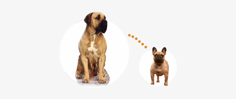 Mastiff Compared To Bulldog - Mastiff At The Vets, transparent png download