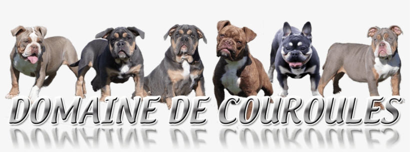 Domaine De Couroules Logo - Archive, transparent png download
