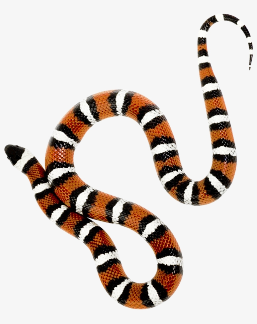 Snake Transparent, transparent png download