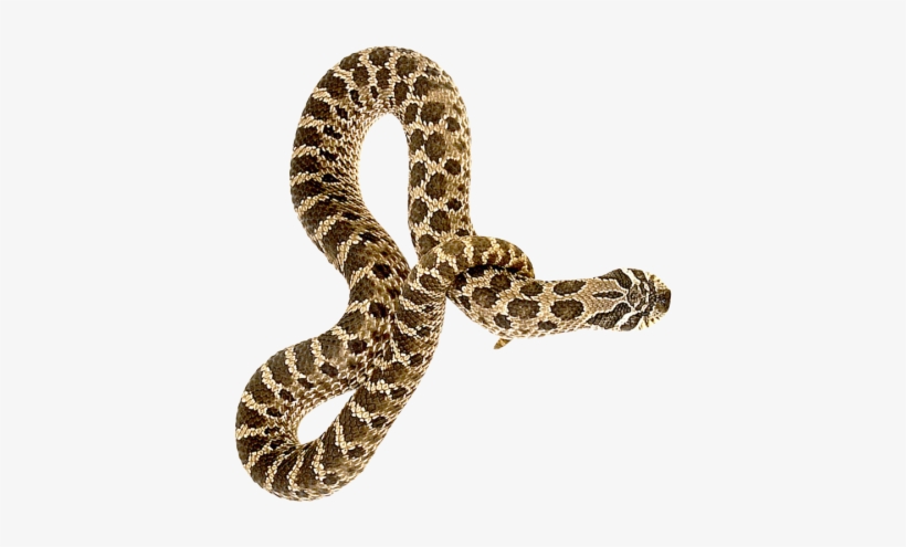 Snake Png Transparent Image - Snake Png, transparent png download