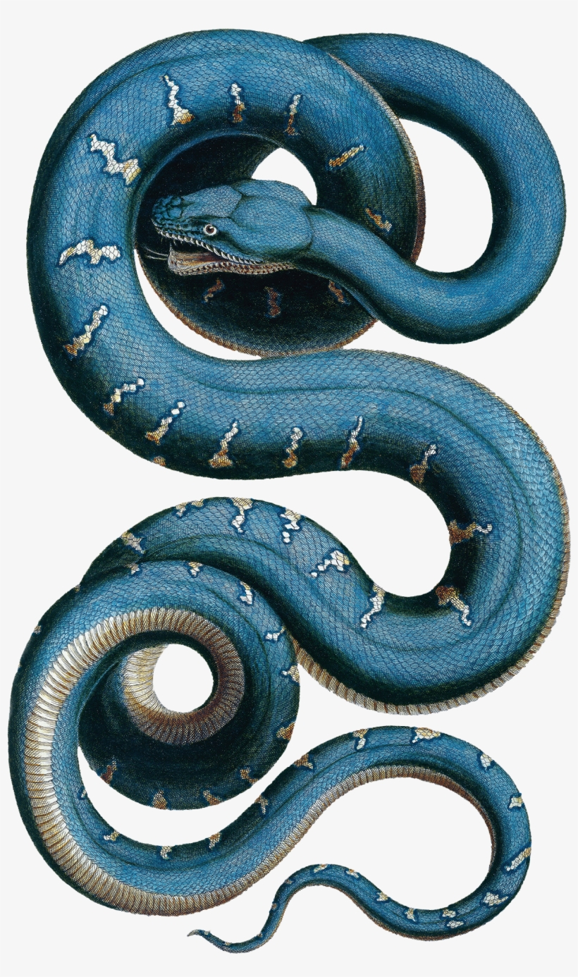 Wall Stickers Of Snake By Natural History Museum - Albertus Seba Snake, transparent png download