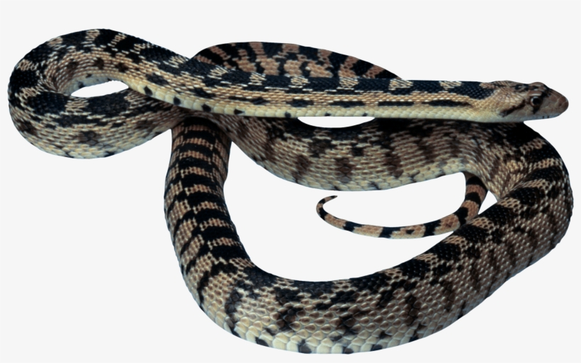Pet Snake Clipart Transparent Background, transparent png download
