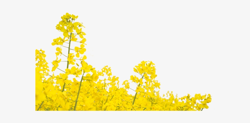 Rapeseed Png, transparent png download