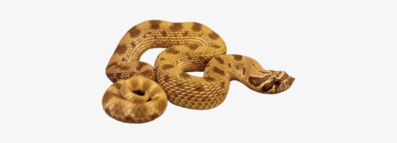 Serpiente Png, transparent png download