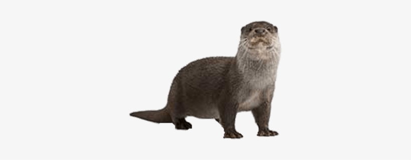 Full Size Otter - Otter Facts For Kids, transparent png download