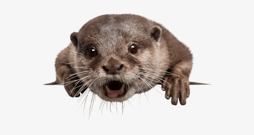 Png Black And White Download Free Premium Stock Photos - Asian Small Clawed Otter Transparent, transparent png download