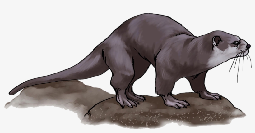 Otter Png Free Download - Otter Png, transparent png download