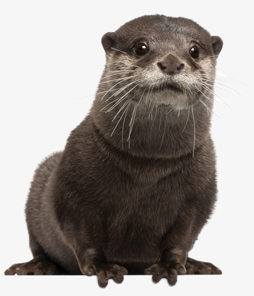 Download Png Otter Transparent Otter - Otter Png - HD Transparent PNG