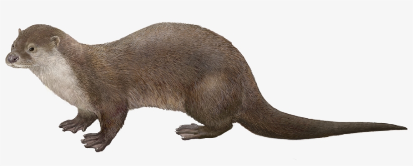 Svg Free Stock High Mountain Rivers And Streams Limno - River Otter Png, transparent png download