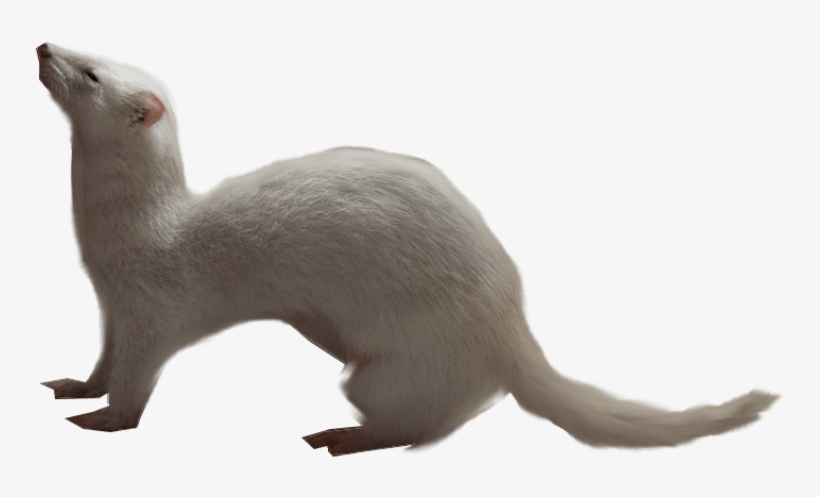 Ferret Clipart Transparent - Ferret Without Background, transparent png download