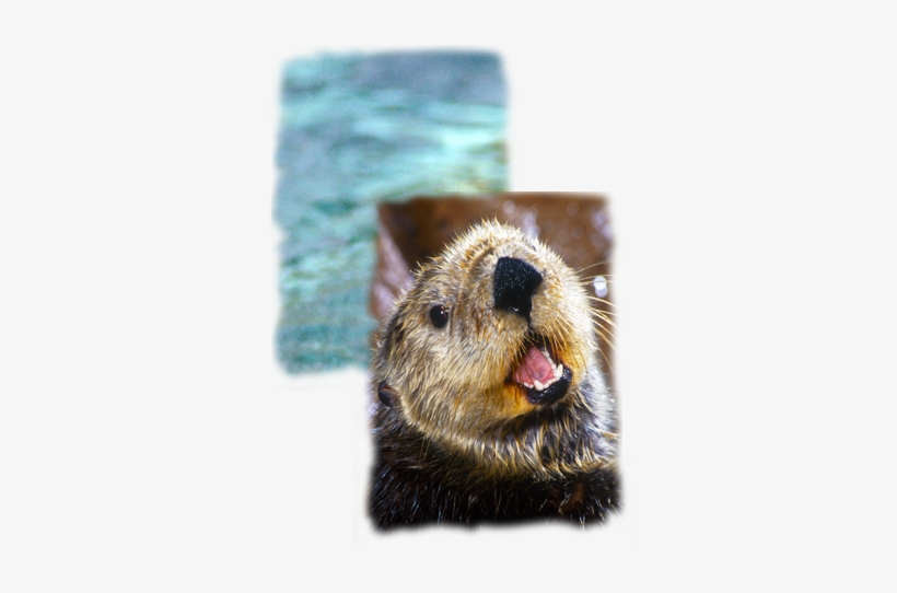 Find Out All The Facts About One Of The Most Popular - River Otter Waving, transparent png download