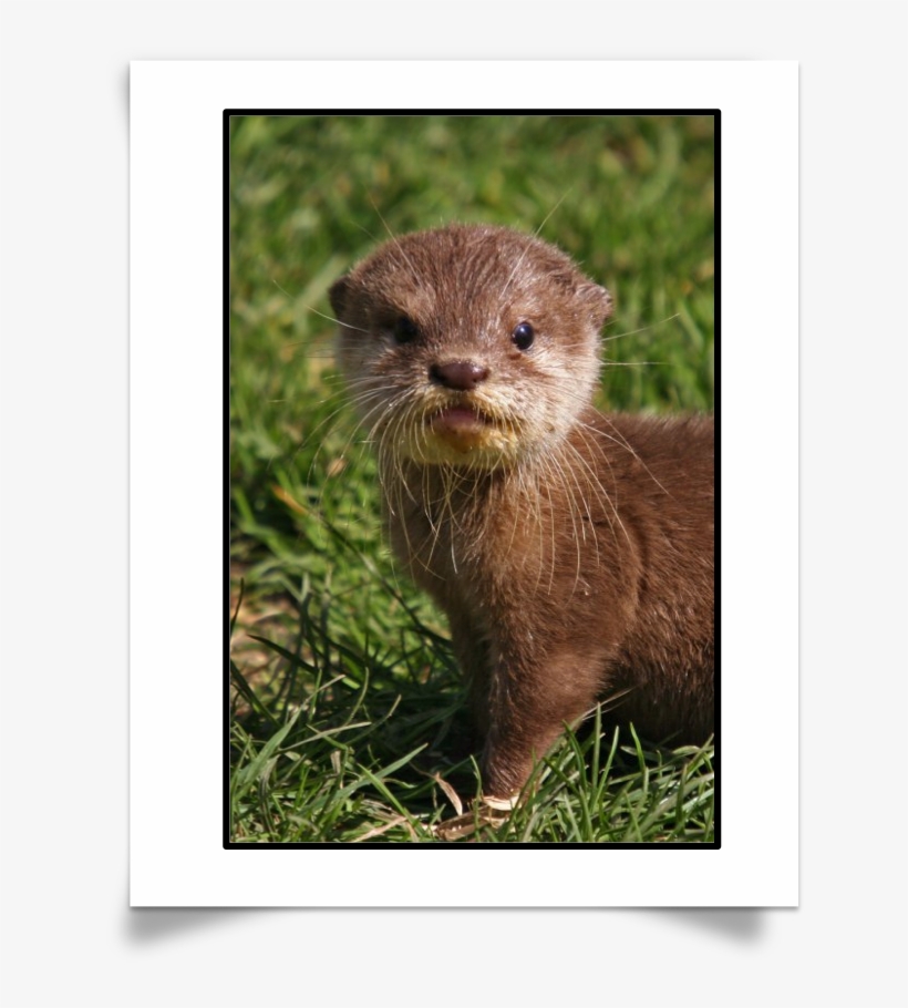 Want To Test Your Knowledge On Otter Species And Facts - Hairy Nosed Otter Baby, transparent png download