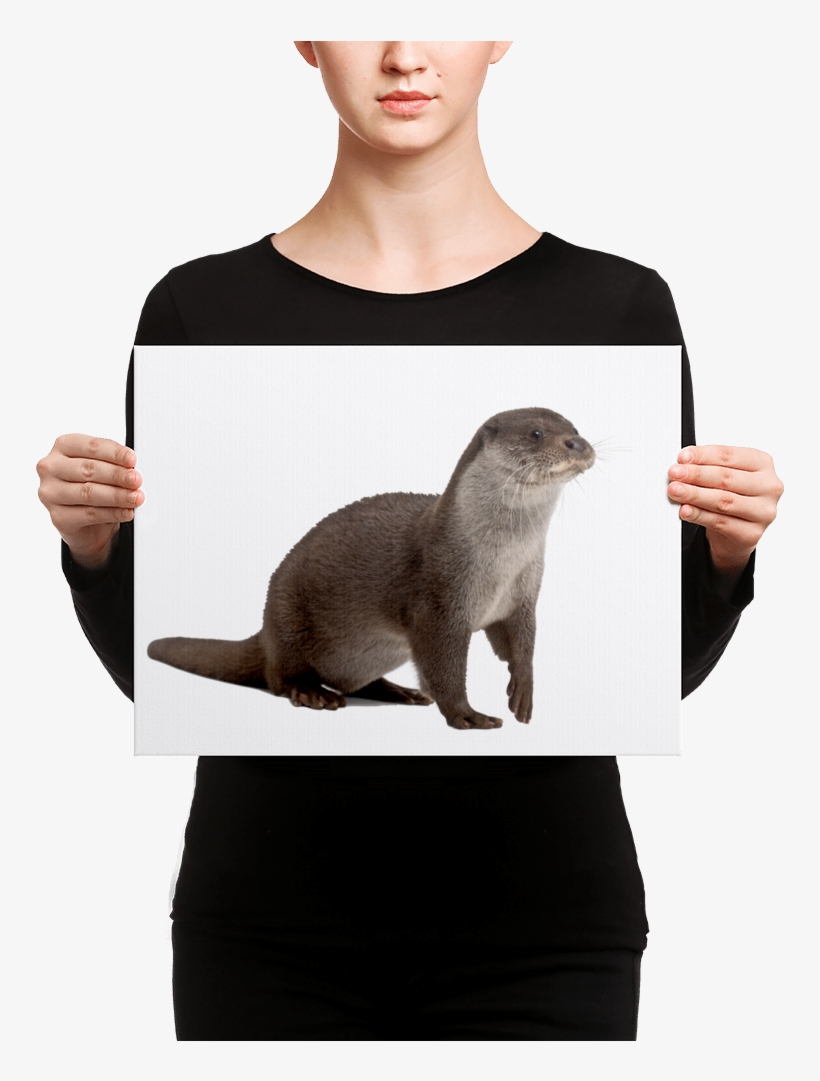 European-otter Canvas - Black Mask Fawn French Bulldog Is Ready, transparent png download