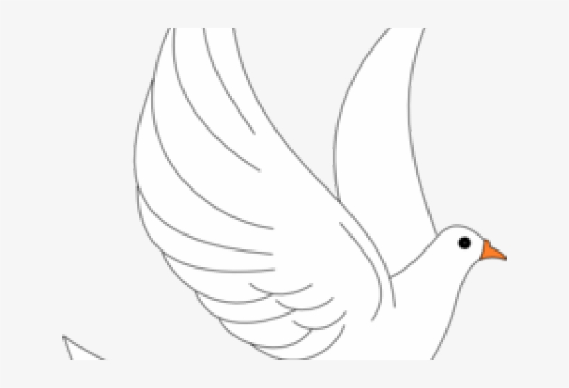 White Dove Cliparts - Illustration, transparent png download
