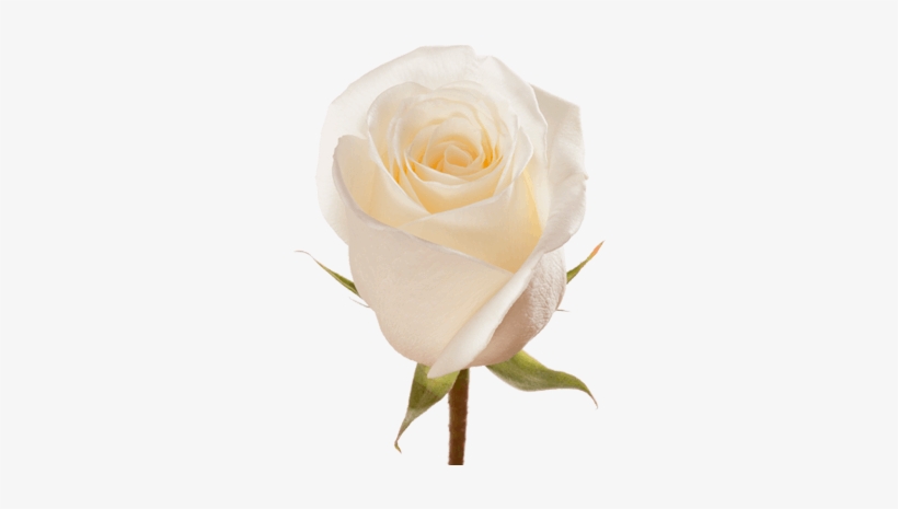 White Dove - Flower, transparent png download