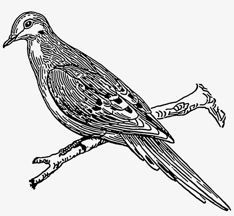 Dove Png, transparent png download