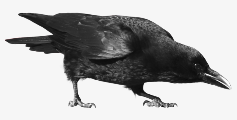 Cut-out Stock Png - Crow Png, transparent png download