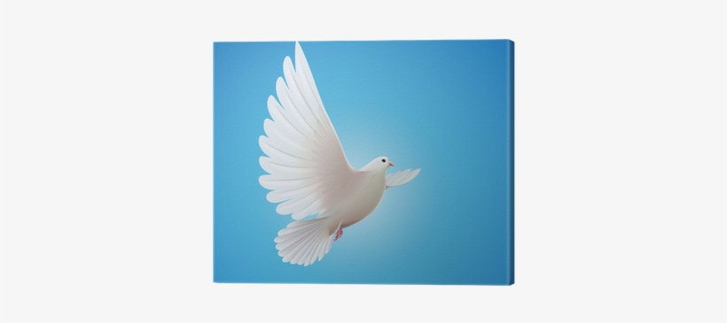 White Dove, transparent png download