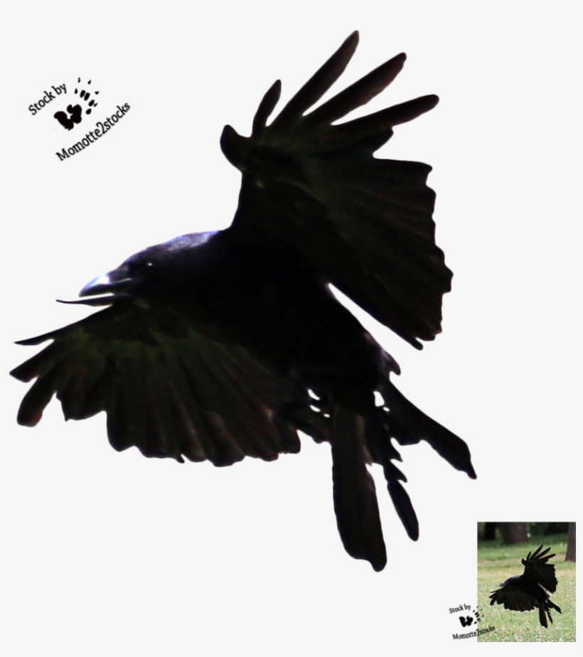 Flying Crow Silhouette Png Download - Flying Crow Line, transparent png download