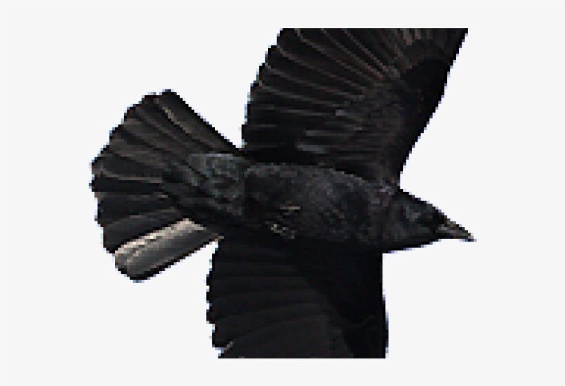 Flying Crow Png - American Crow Png, transparent png download