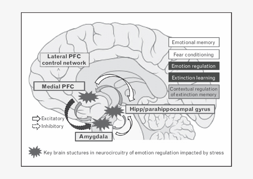 Key Structures In Neurocircuitry Of Fear And Anxiety, transparent png download