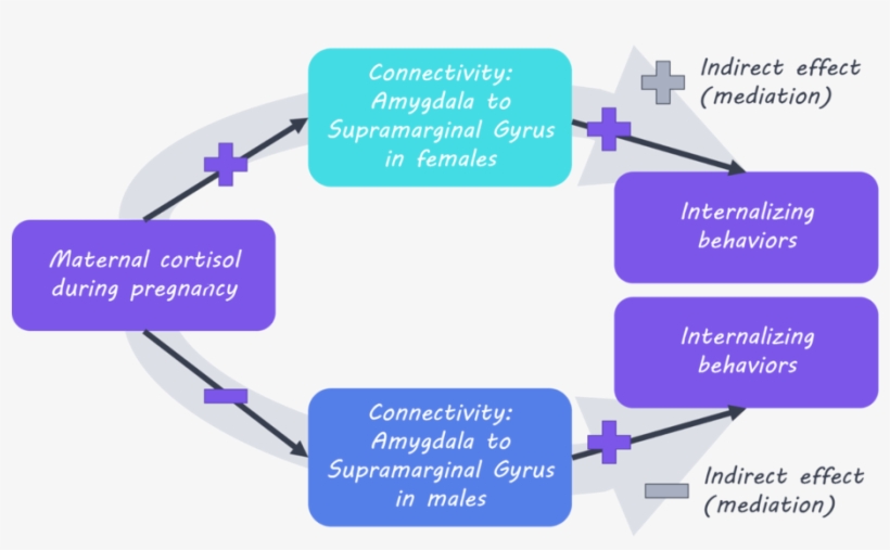 Cortisil1800, transparent png download