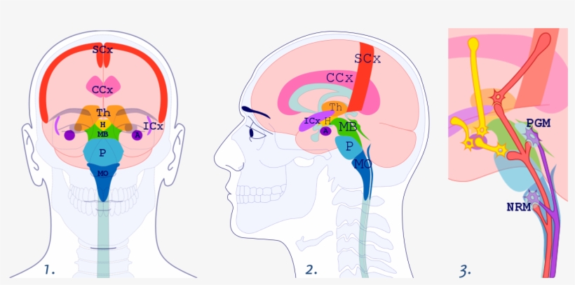 Images 1 And 2 Show The Brainstem's Medulla Oblongata,, transparent png download