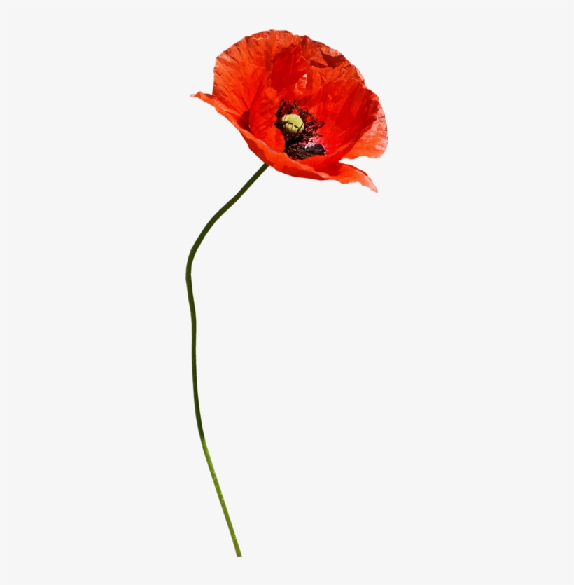 Thaliris Resternature El24, transparent png download