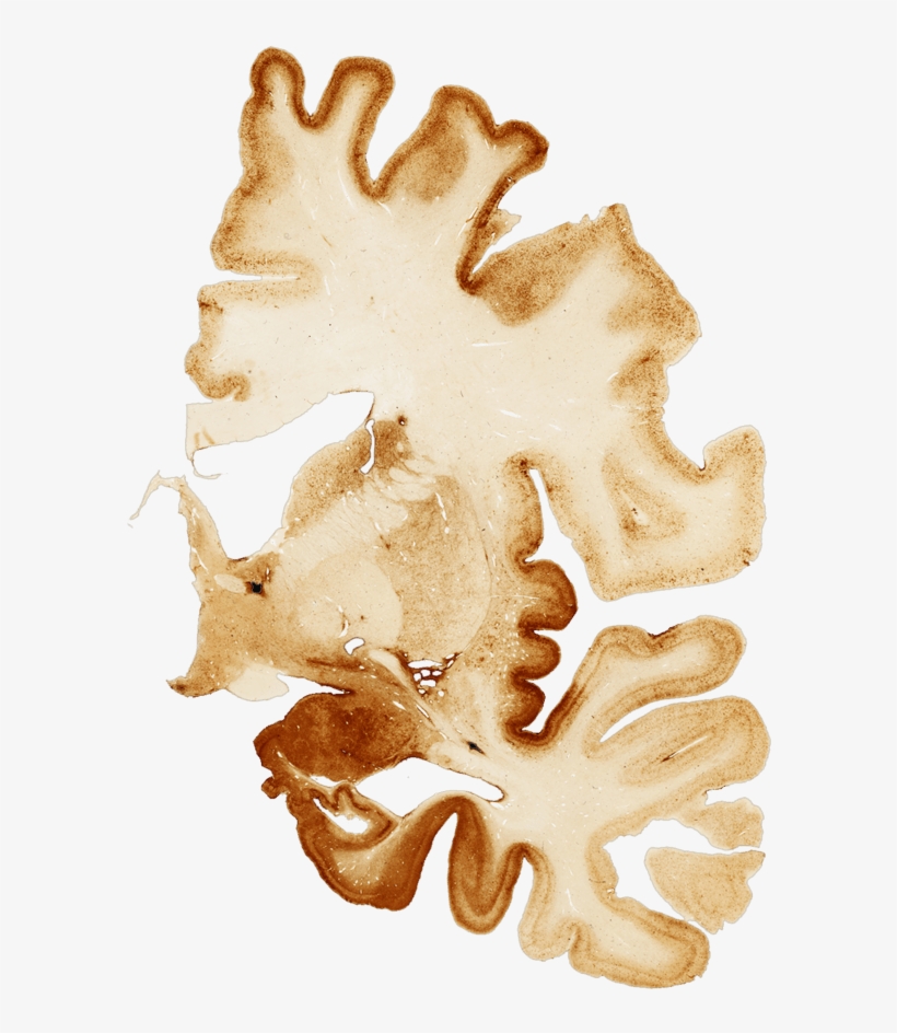 They Are From Players You Have Never Heard Of And Players,, transparent png download