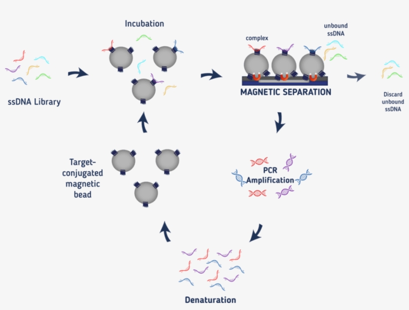 Selex Process, transparent png download