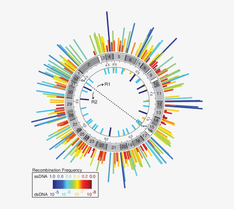 Frequency Map Of Oligo-mediated Tag, transparent png download