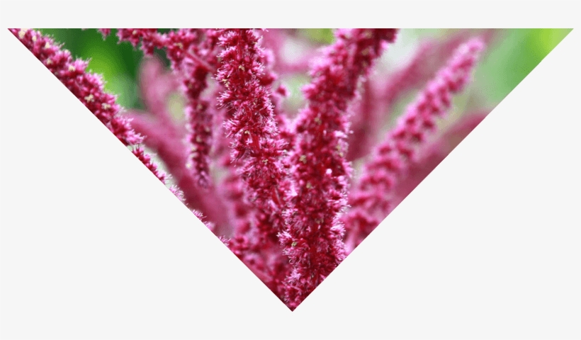 Some Of The Best Known Herbs Used For Horchata Are, transparent png download