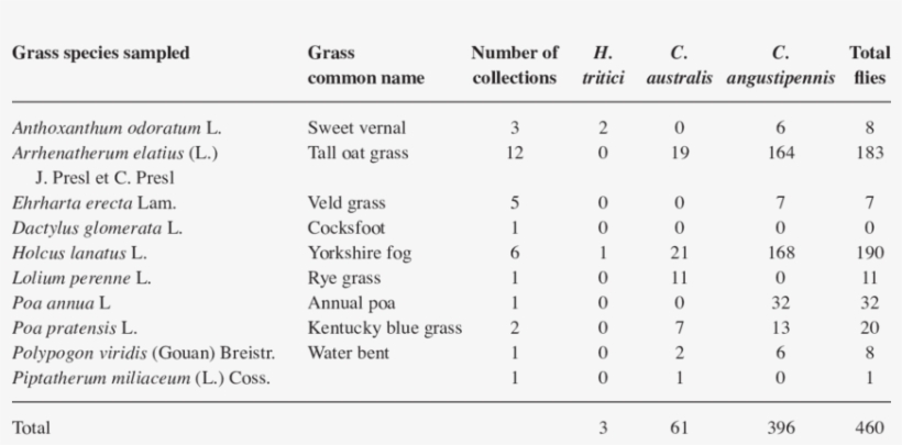Numbers Of Flies Reared From Grasses Collected From, transparent png download