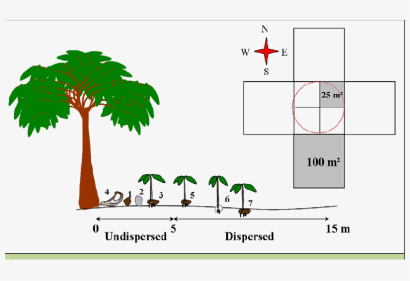 Protocol Used For The Rapid Assessment Of Seed Dispersal, transparent png download