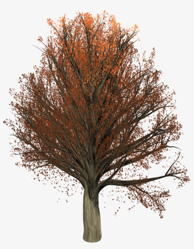 Forest, Oak Tree Painted Tree Nature Orange Brown, transparent png download