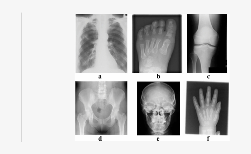 B Leg, transparent png download