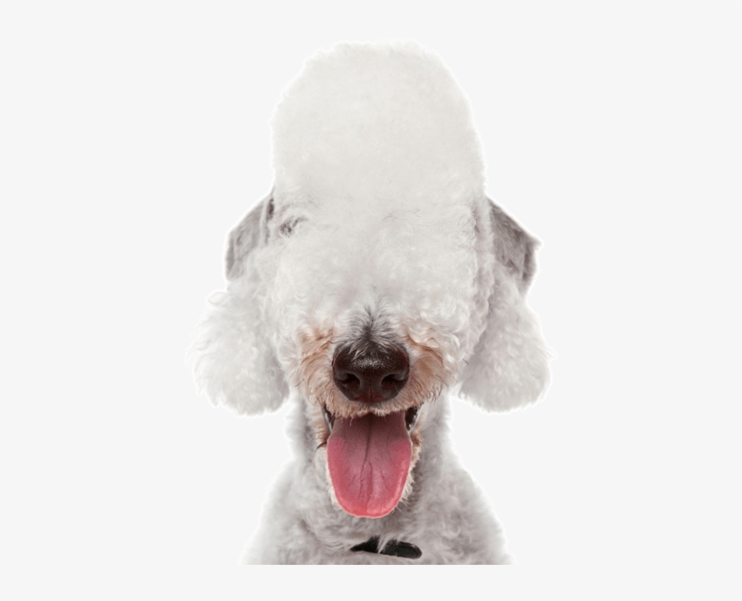 Bedlington Terrier, transparent png download