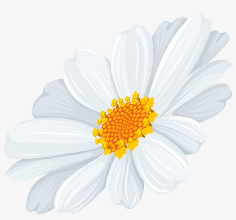 Free Png White Daisy Transparent Png Images Transparent, transparent png download